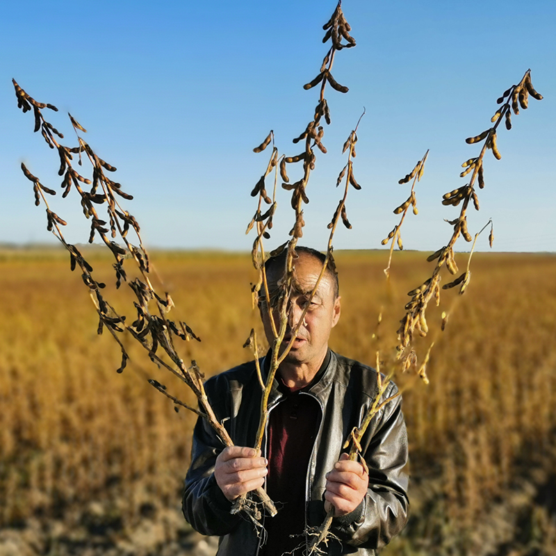 1590126571736249.jpg 綏農(nóng)42-05.jpg